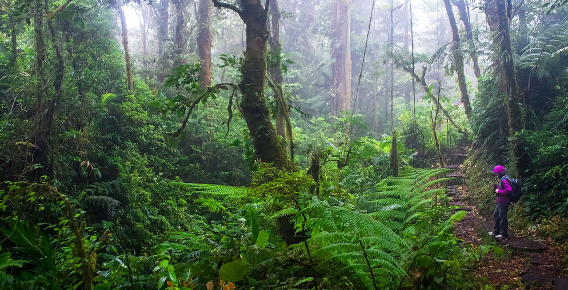 Arenal Rainforest